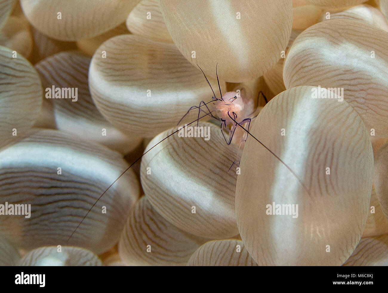 Bubble coral Shrimp (Vir Philippinensis). Bild wurde in Moalboal, Philippinen genommen Stockfoto