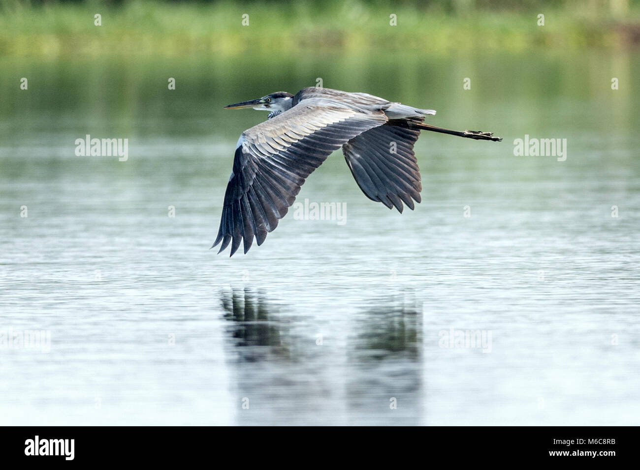 Graureiher (Ardea cinerea) Falls National's "urchison Park', Uganda, Afrika Stockfoto