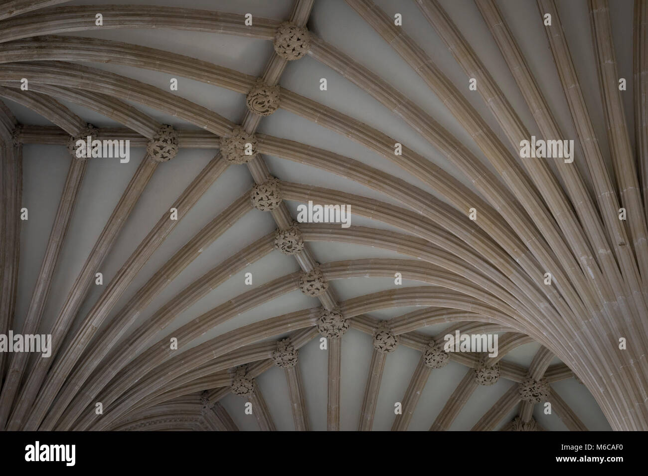 Die gewölbte Decke der Kapitelsaal in Wells Cathedral, Wells, Somerset, UK. Stockfoto