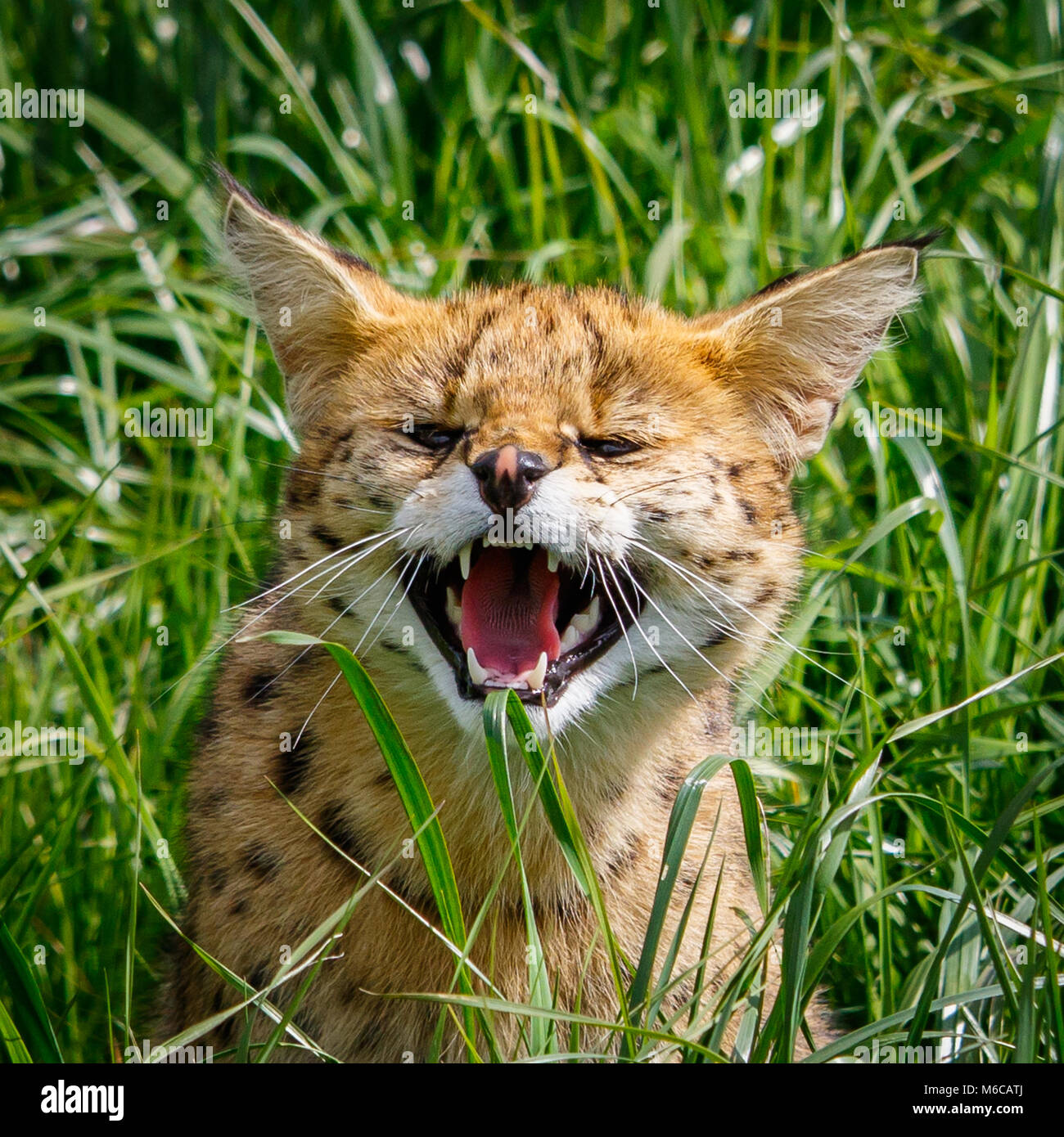 Schlecht gelaunt Serval knurrend im Gras Stockfoto