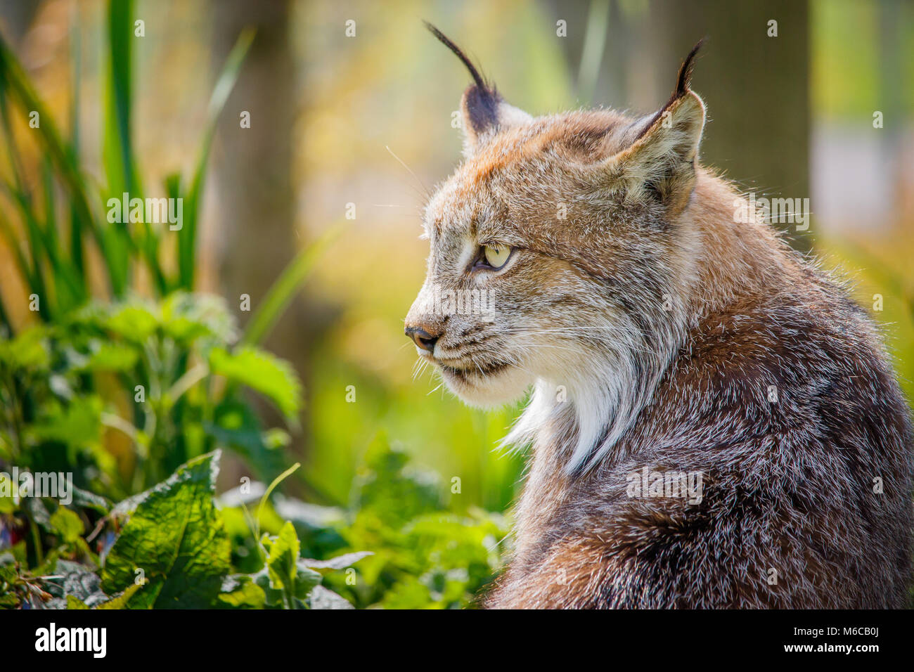 Kanadische Luchse im Laub Stockfoto