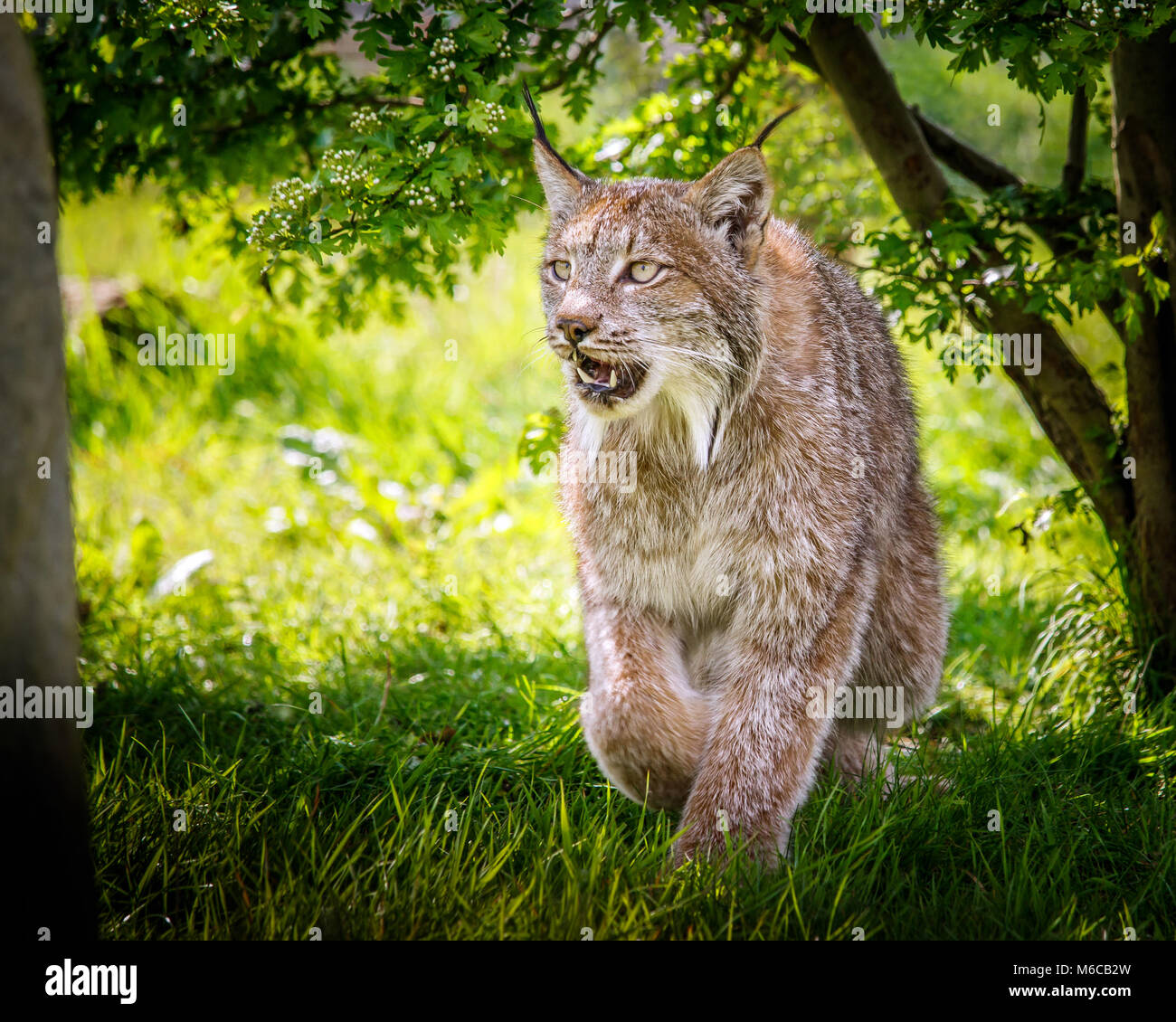 Kanadische Luchse im Laub Stockfoto