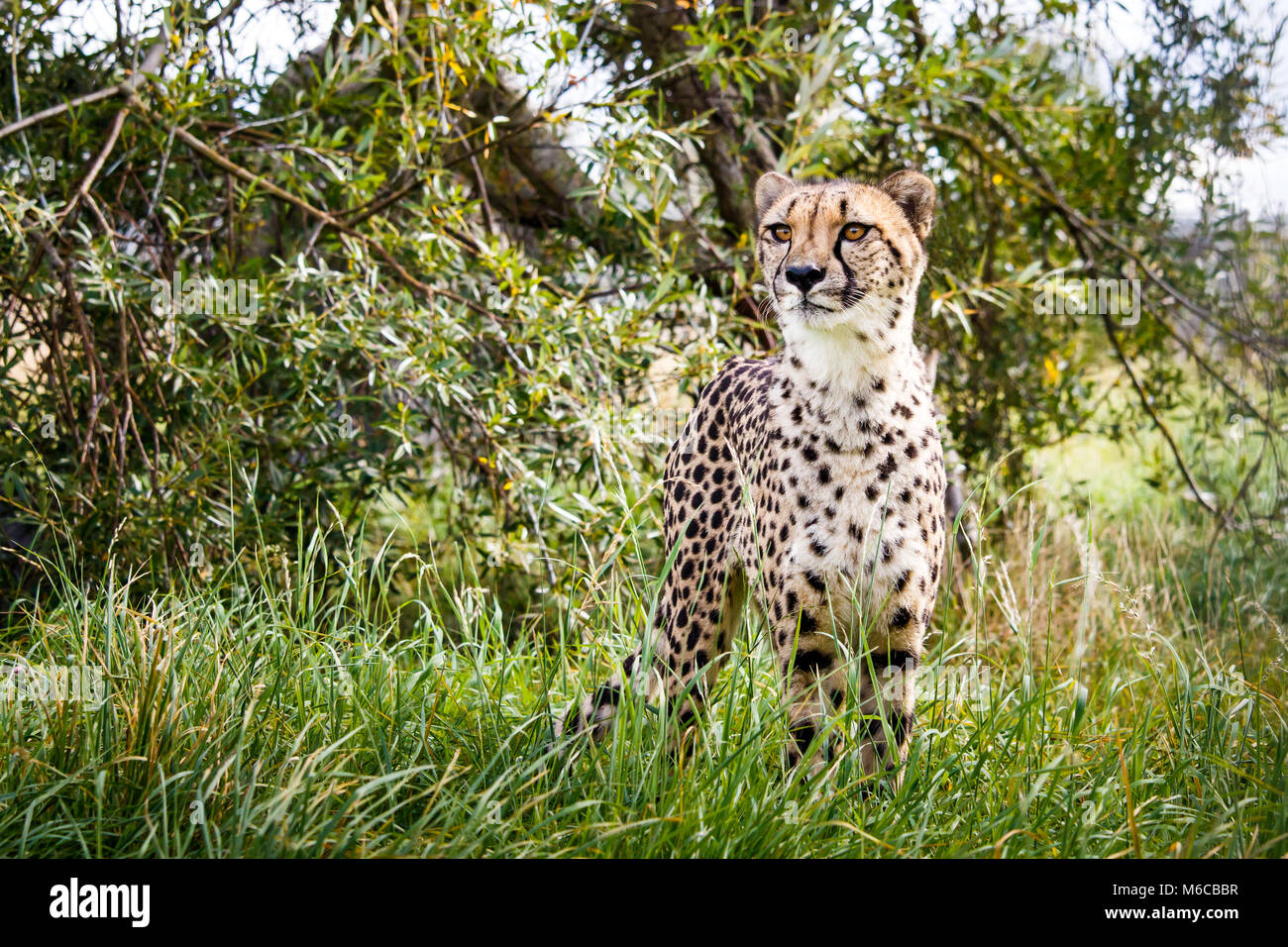 Cheetah im Gras mit Baum Hintergrund Stockfoto