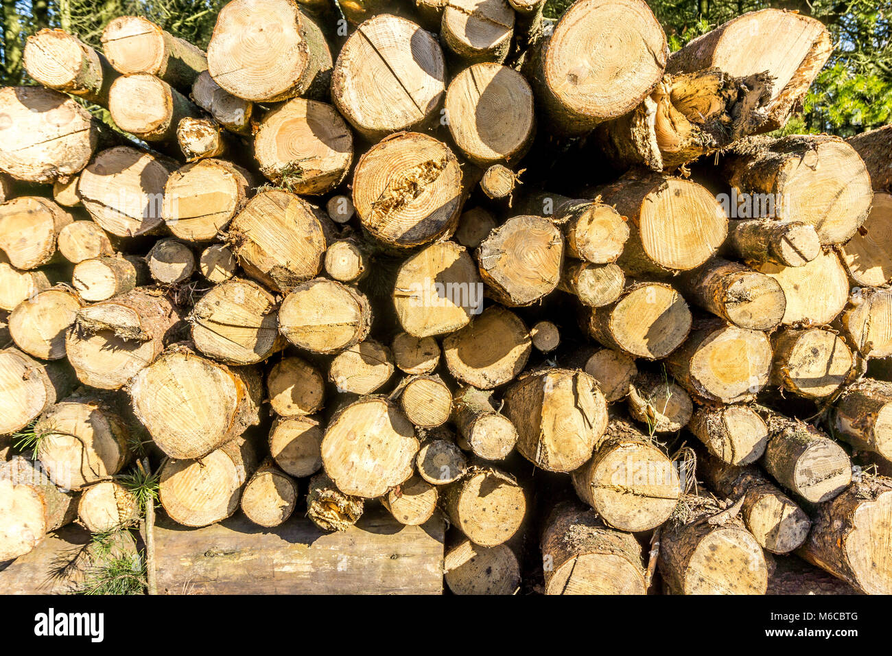 Stapel von gefällten Bäumen in Forrest Kiefer, in der Nähe von Holme schweineställe Reservoir, Holmfirth, West Yorkshire, England, Großbritannien Stockfoto