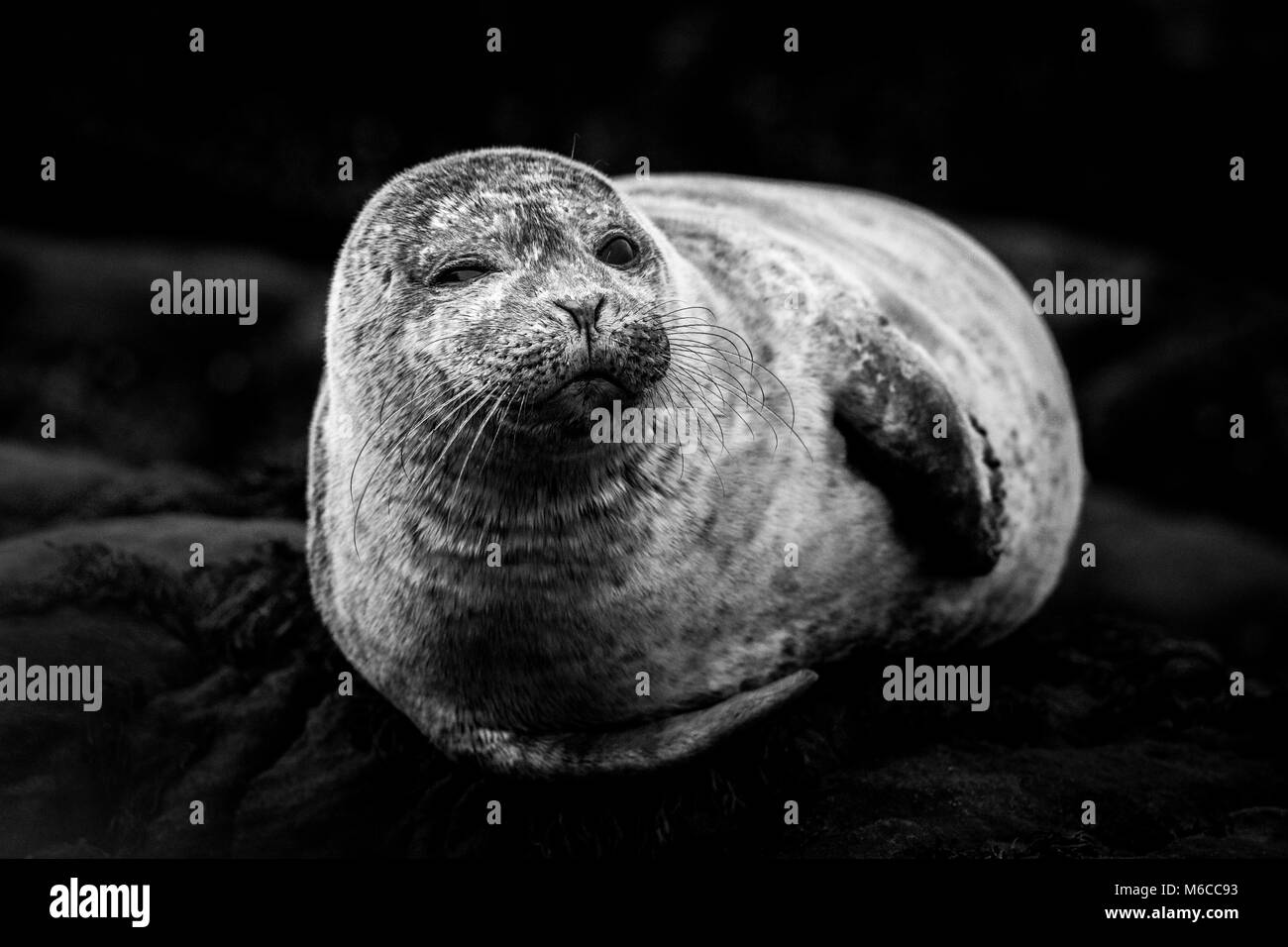 Gemeinsame Grau Seal pup, Schottland Stockfoto