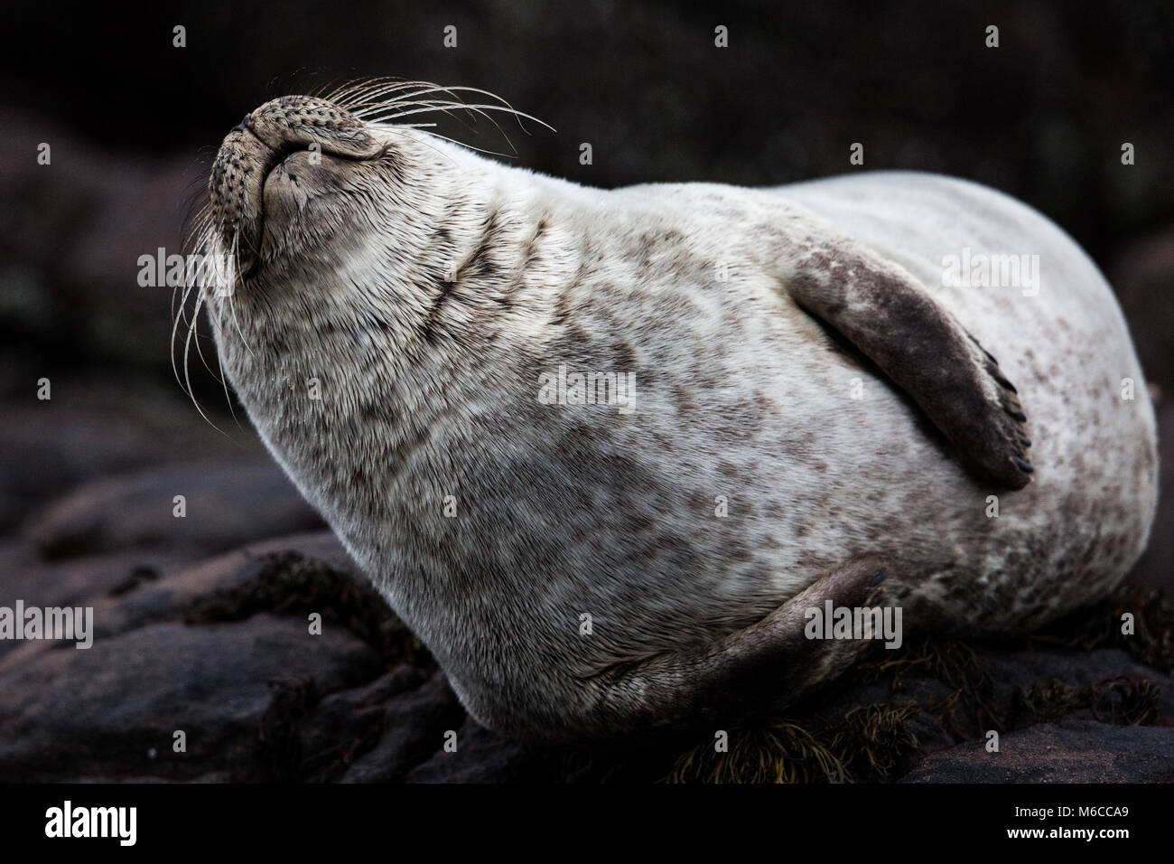 Gemeinsame Grau Seal pup, Schottland Stockfoto