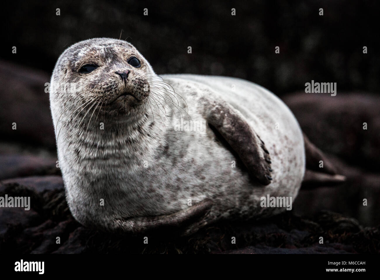 Gemeinsame Grau Seal pup, Schottland Stockfoto