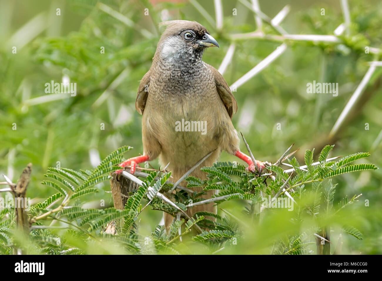 (Colius striatus) Gefleckte mousebird so Aufgrund der sitzenden Haltung wie gezeigt (wie eine Maus) & wie Es huscht durch Blätter wie ein Nagetier genannt. Queen Stockfoto