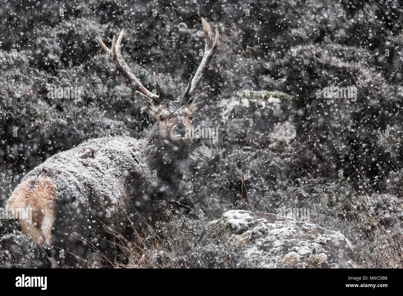 Red Deer Hirsch in Schnee, Sangerhausen, Schottland. Stockfoto