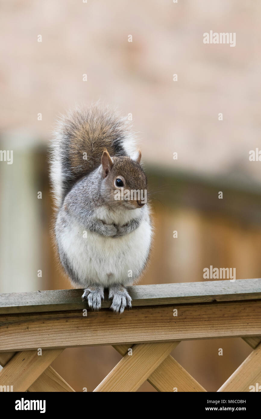 Eine einzige graue Eichhörnchen UK Stockfoto