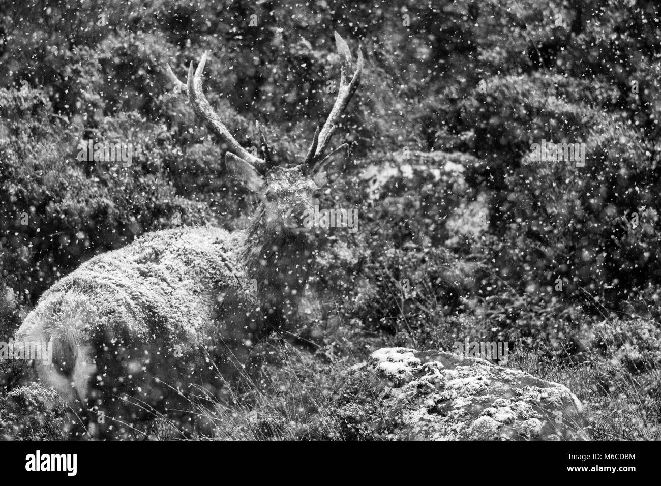 Red Deer Hirsch in Schnee, Sangerhausen, Schottland. Stockfoto