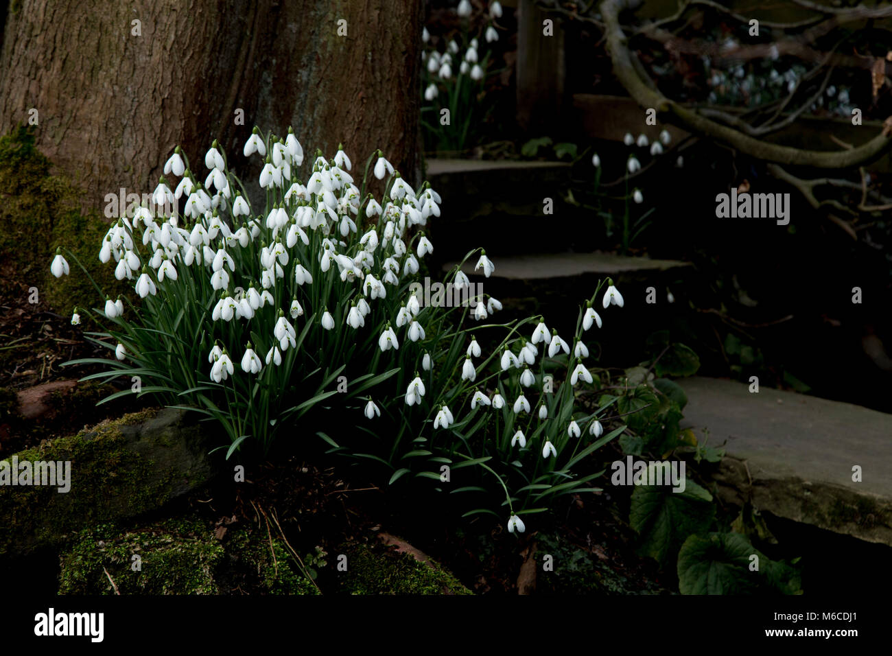 Schneeglöckchen in Yorkshire, England. Stockfoto