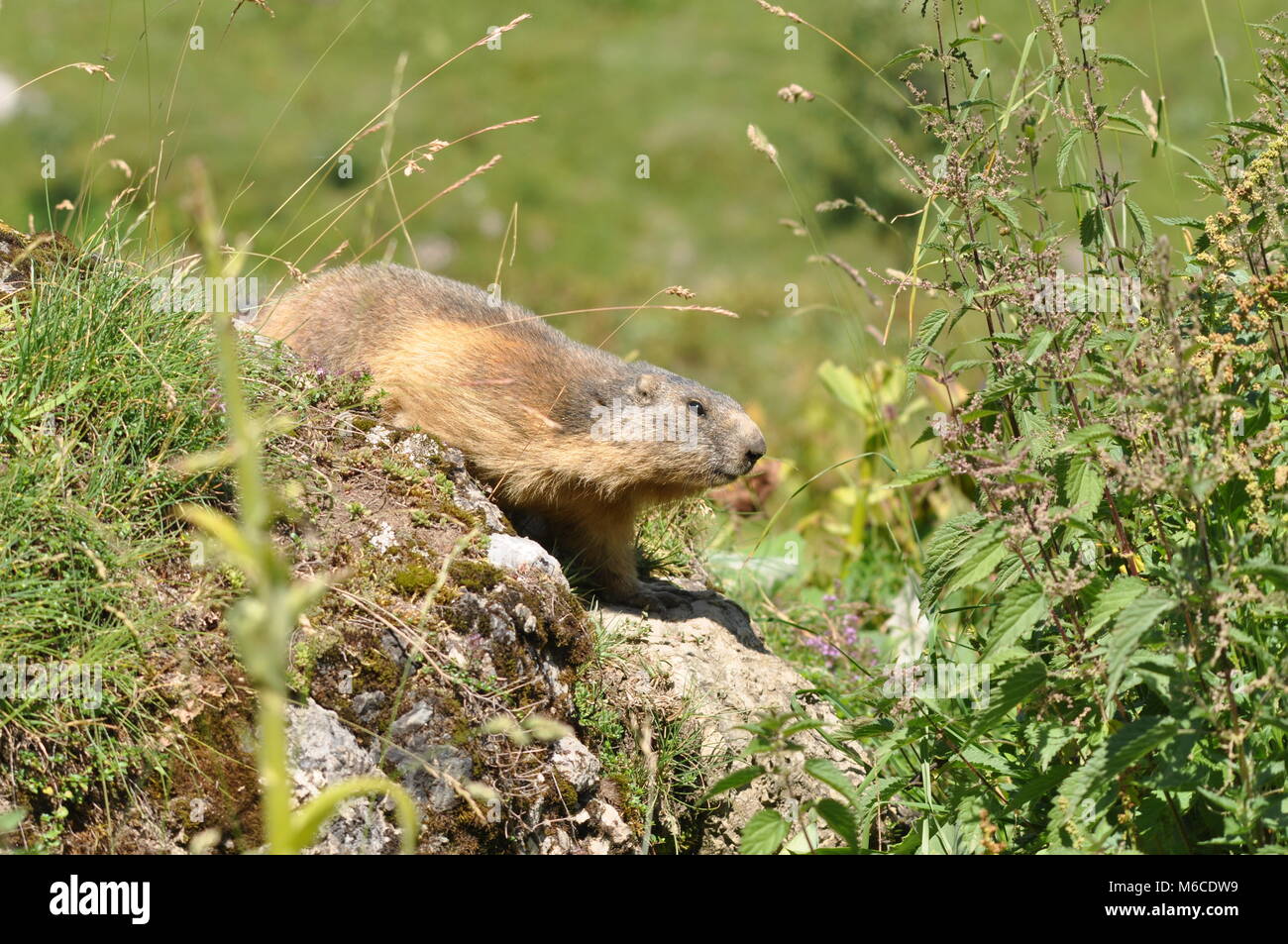 Alpine Marmot (Marmota marmota) erscheint von hinter einem Felsen inmitten von Grün Nahaufnahme und Seitenansicht. Gefangen in Morzine, Frankreich Stockfoto