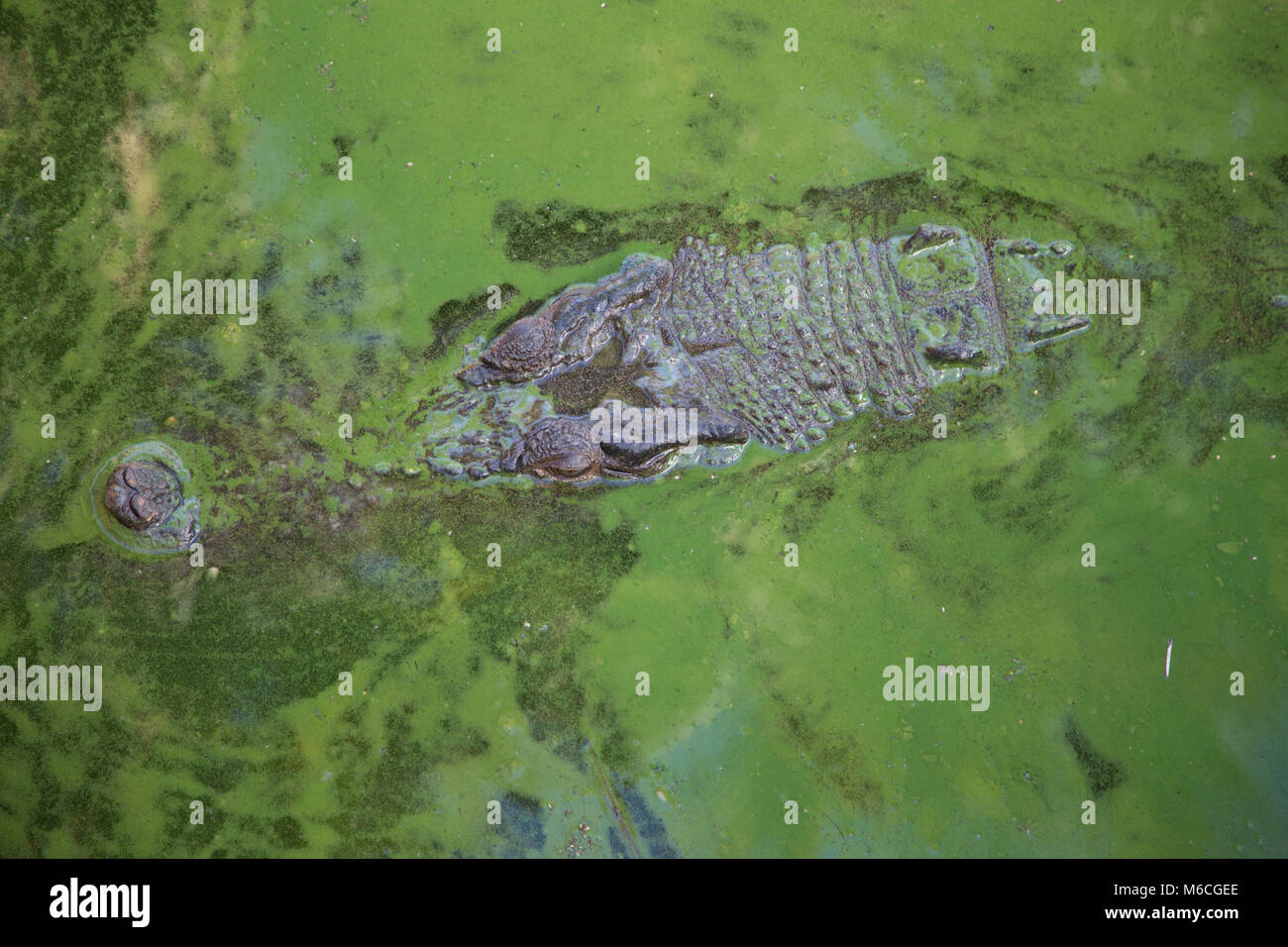 Salzwasser-Krokodil (Crocodylus Porosus) Stockfoto