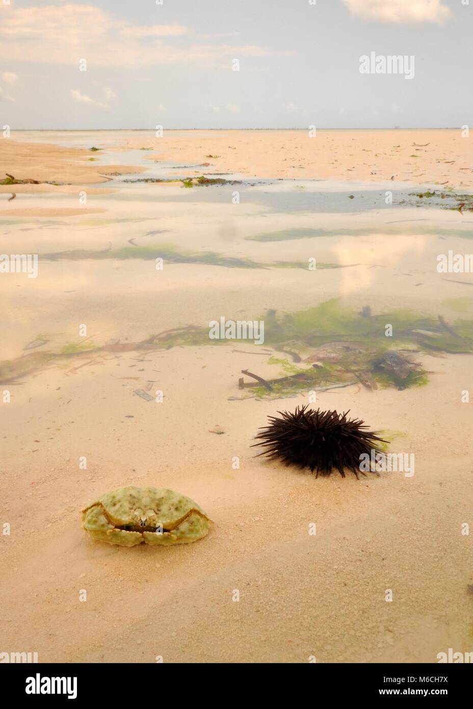 Seelandschaften auf der Insel Sansibar vor der Ostküste ...