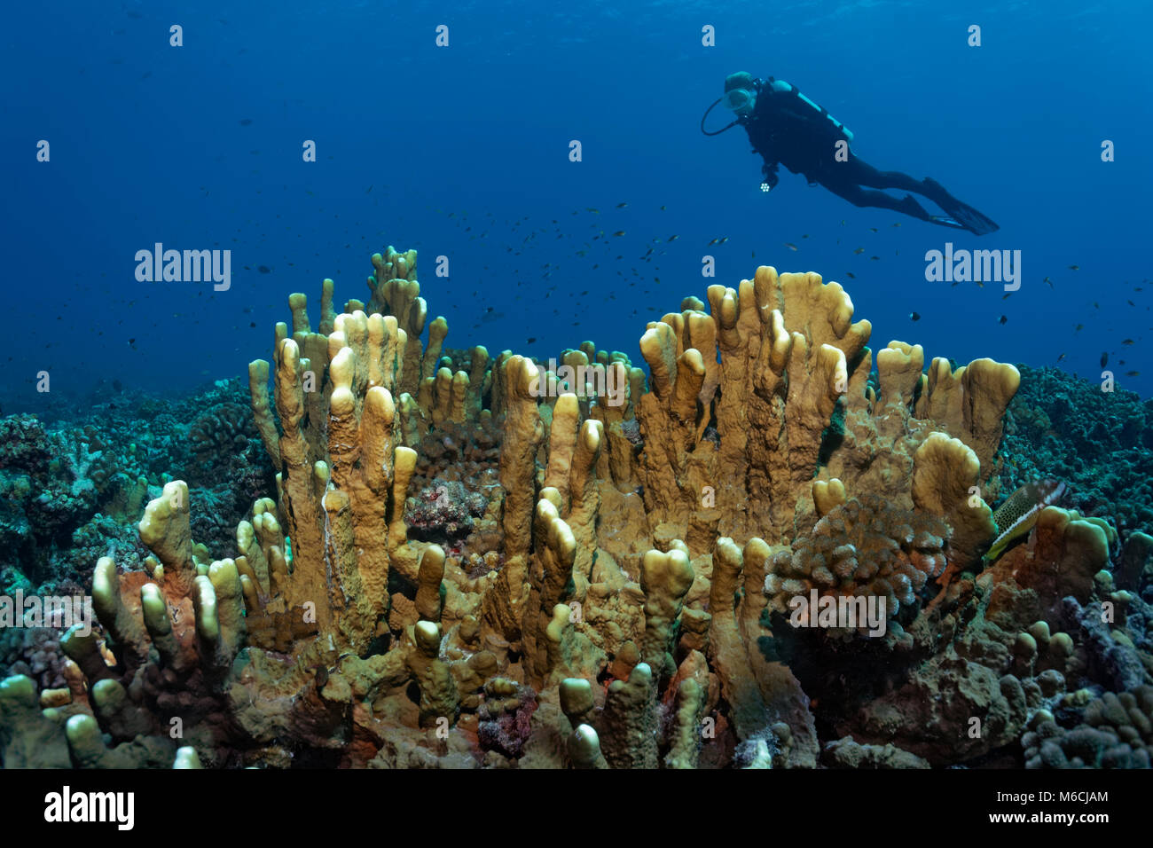 Taucher über Blade Firma firel Coral (Millepora Platyphylla), Pazifik, Französisch Polynesien Stockfoto