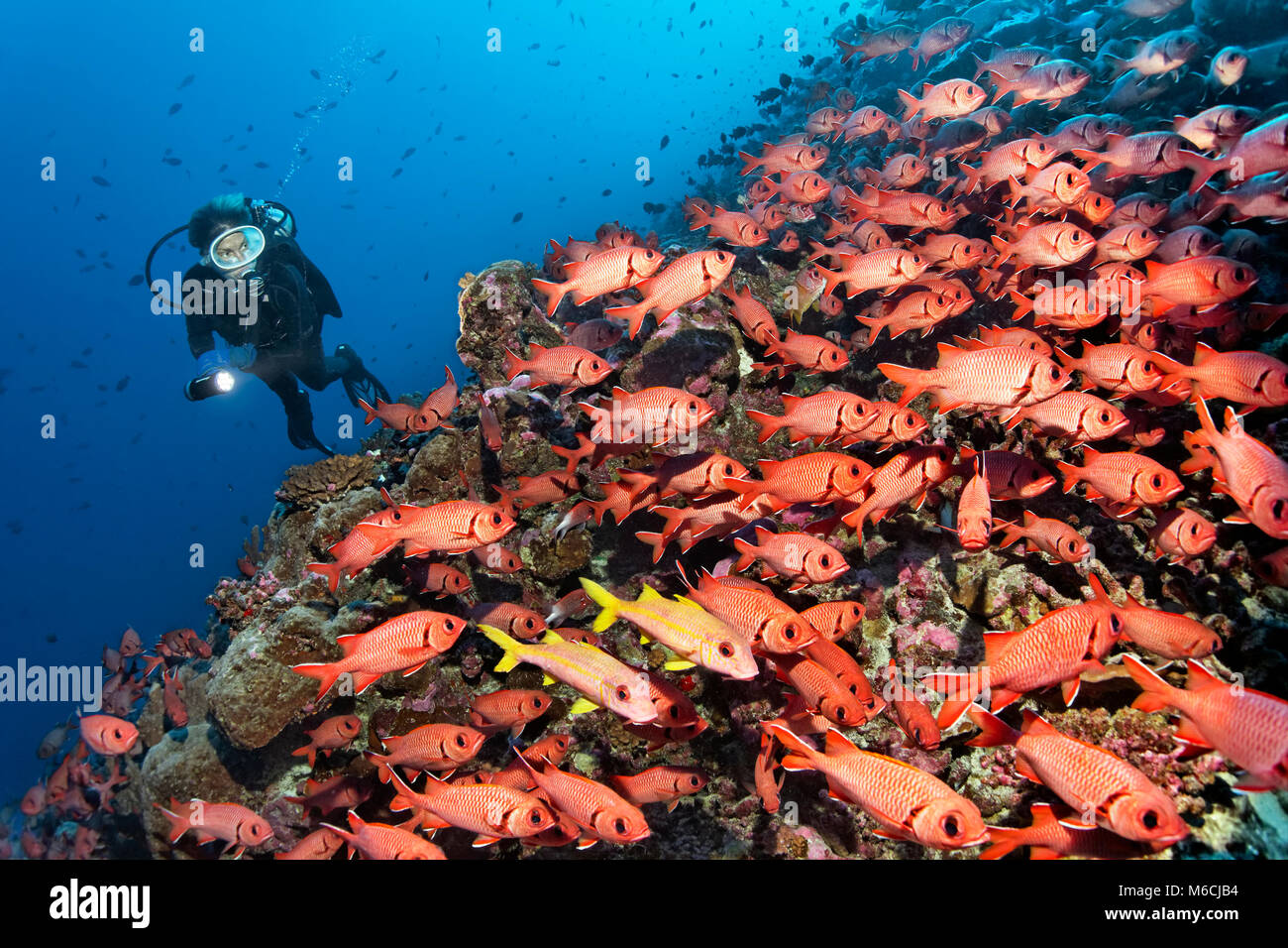 Taucher beobachtet Schwarm Pinecone soldierfishes (Myripristis murdjan) am Riff, Pazifischer Ozean, Französisch Polynesien Stockfoto