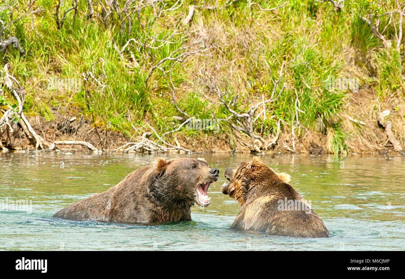Zwei verärgerte riesige Braunbären argumentieren und ihre Zähne in einem Kampf in einem Fluss im Katmai Halbinsel, Alaska. Die Tierwelt in Alaska Gebiet Stockfoto