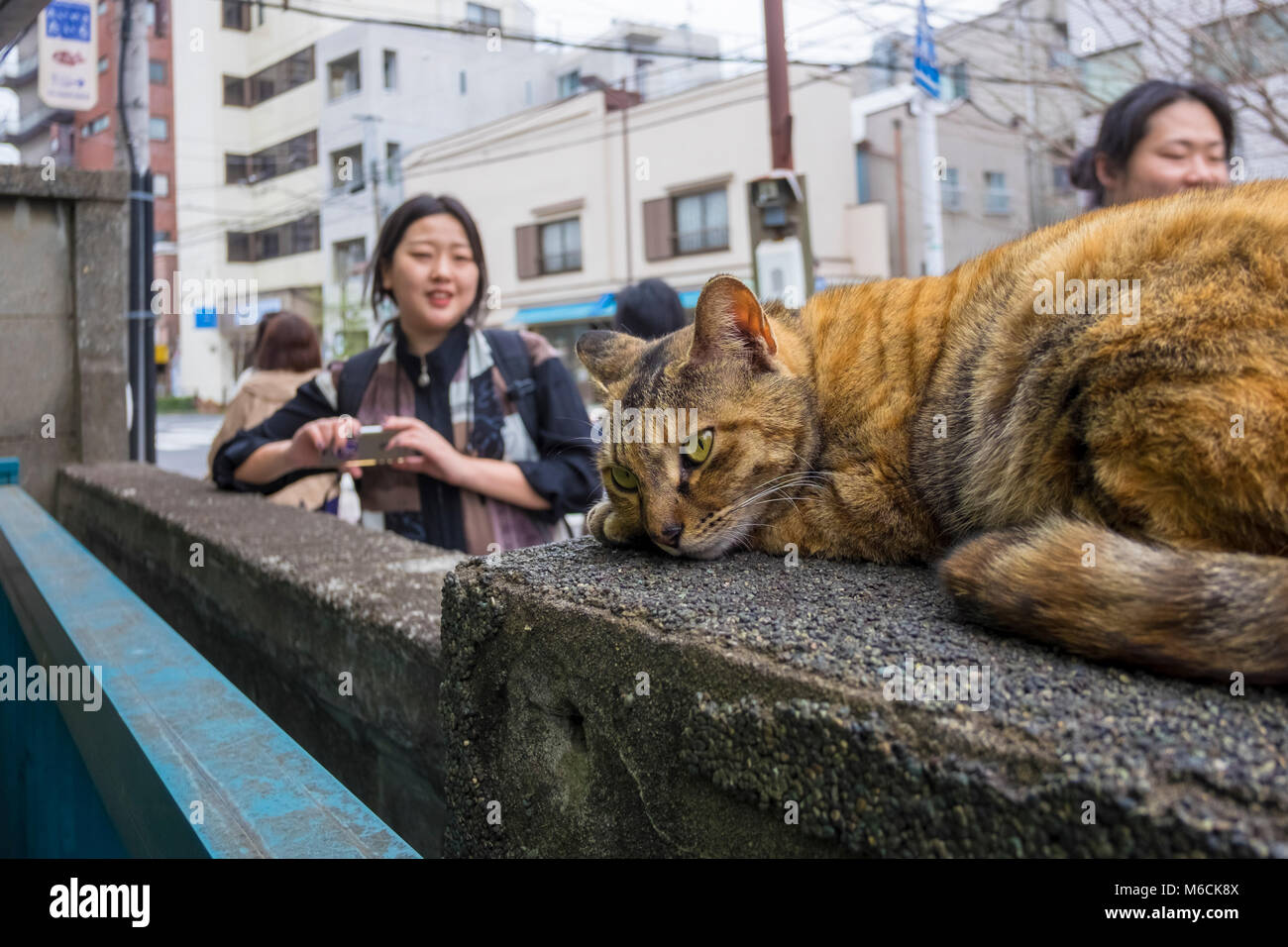 Eine der berühmten Yanaka-District Katzen, yanaka Tokio, Japan Stockfoto