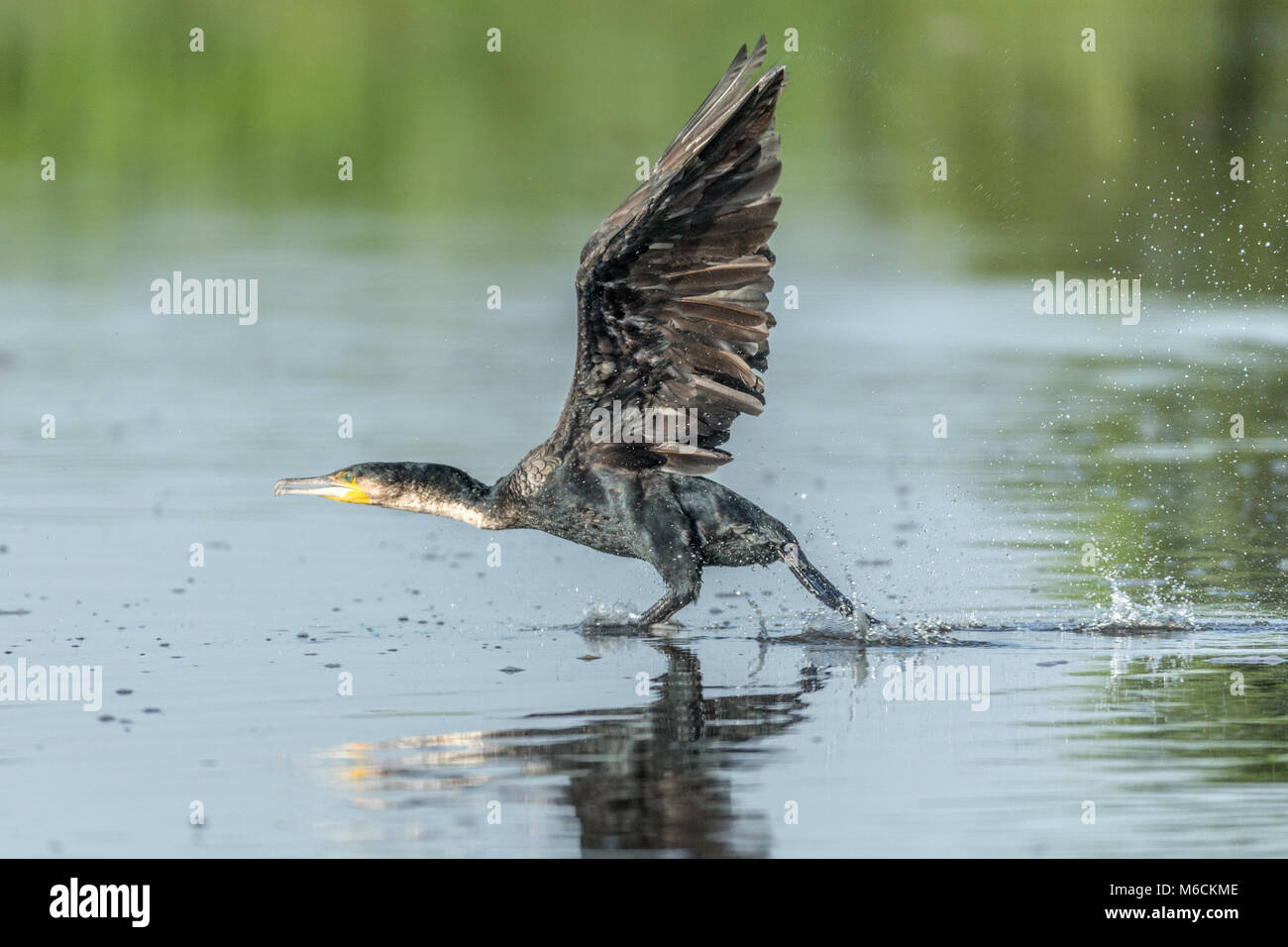 Kormoran (Phalacrocorax carbo), wie der große schwarze Kormoran im Flug bekannt, Victoria Nil, Falls National's "urchison Park', Uganda, Afrika Stockfoto
