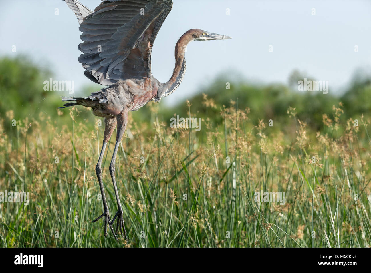 Goliath Heron (Ardea goliath), auch als der Riese Heron bekannt, Victoria Nil, Falls National's "urchison Park', Uganda, Afrika Stockfoto