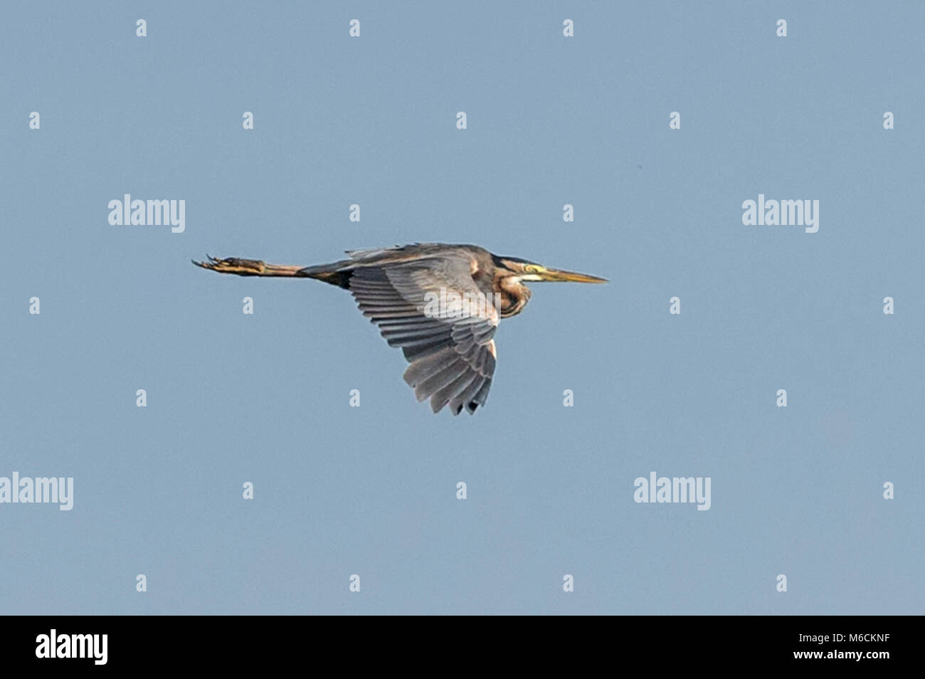 Purpurreiher (Ardea purpurea) der Murchison Falls National Park, Uganda, Afrika Stockfoto