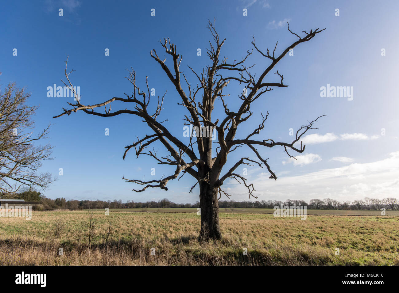 Einen einzigen Toten Eiche Baum in einer flachen Landschaft gegen den tiefblauen Himmel Stockfoto