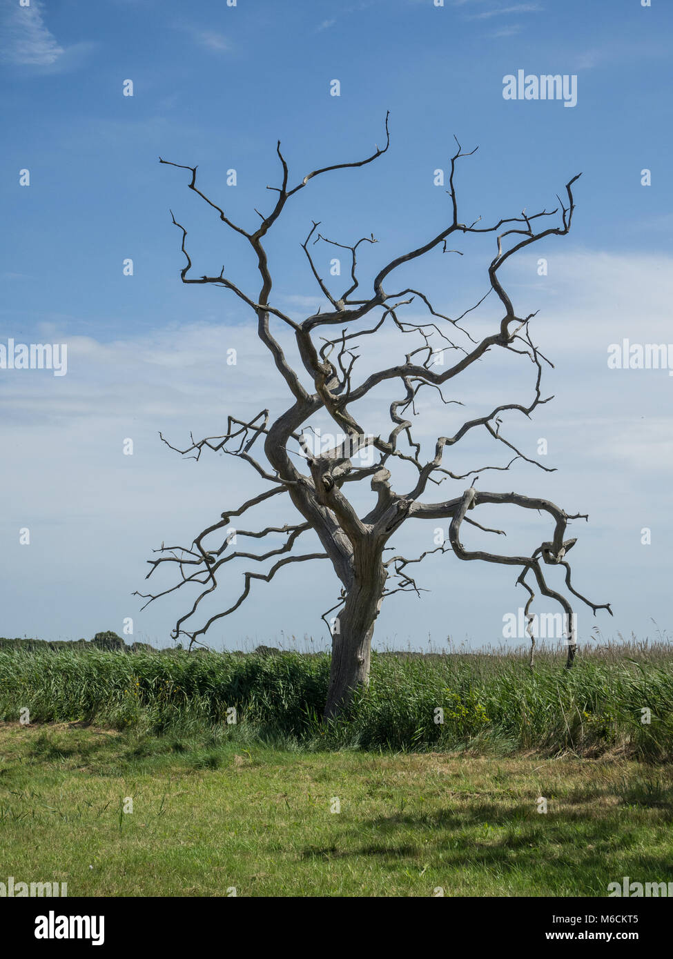 Einen toten Baum stehen am Rand eines Reed Bett auf der Küste von Suffolk Stockfoto