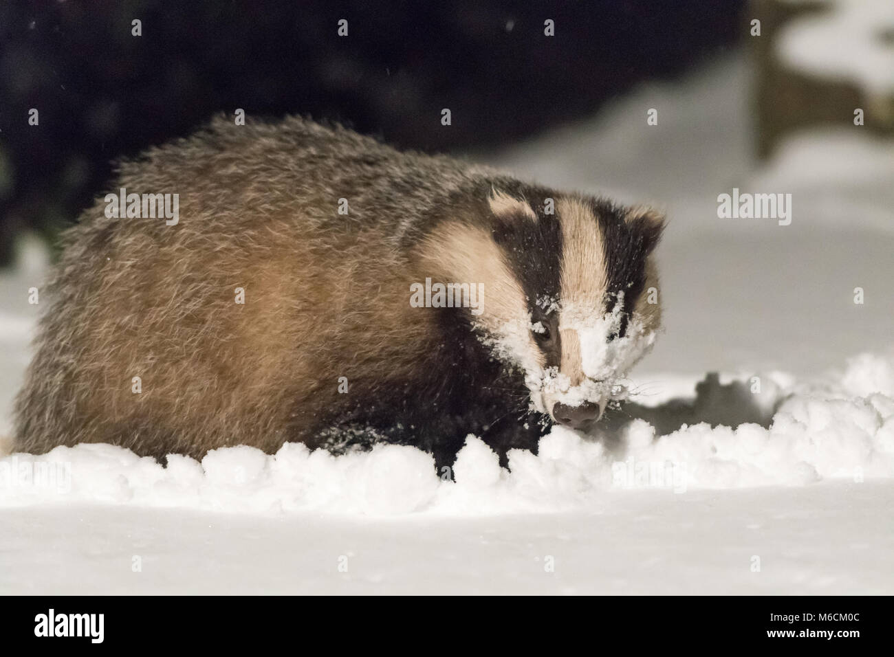 Badger Nahrungssuche im Winter schnee Stockfoto Badger Nahrungssuche im Winter schnee Stockfoto