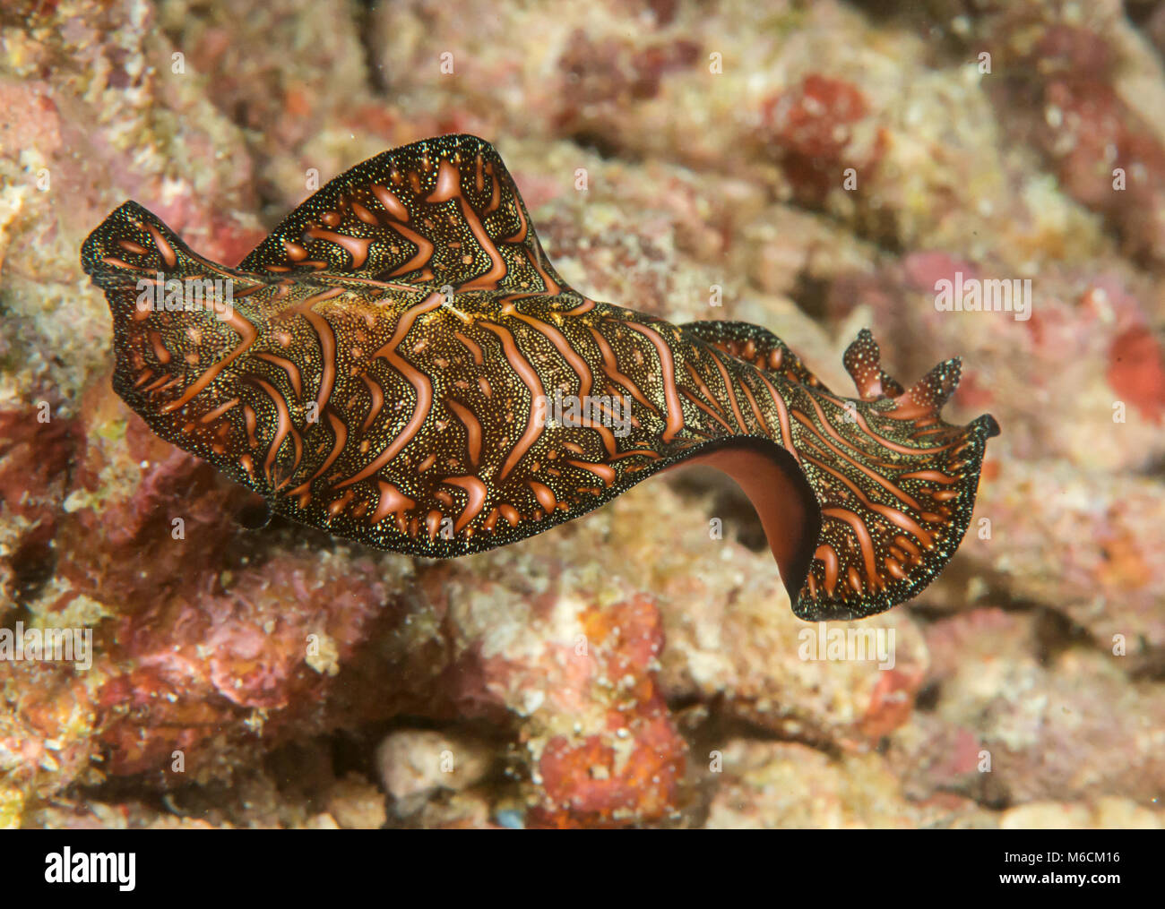 Persischer Teppich plattwurm (Pseudobiceros Bedfordi) Schwimmen über Korallenriff von Bali, Indonesien Stockfoto