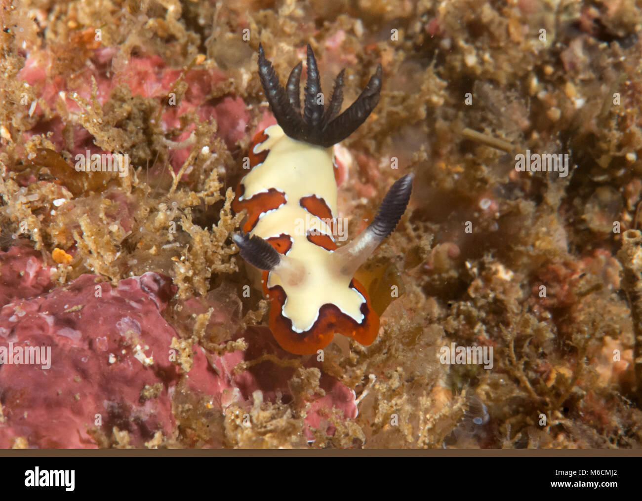 Makro einer gläubigen Sea Slug Goniobranchus fidelis Kriechen auf Korallen von Bali, Indonesien Stockfoto