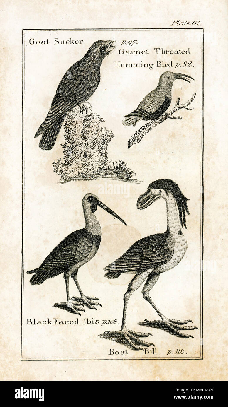 1792. Exlibris von Vol. II der Naturgeschichte von Comte de Buffon (georges-louis Leclerc) Stockfoto