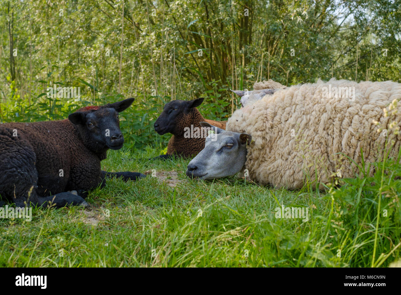 Weiße und schwarze Schaf liegend im Gras an einem heißen Sommertag Stockfoto