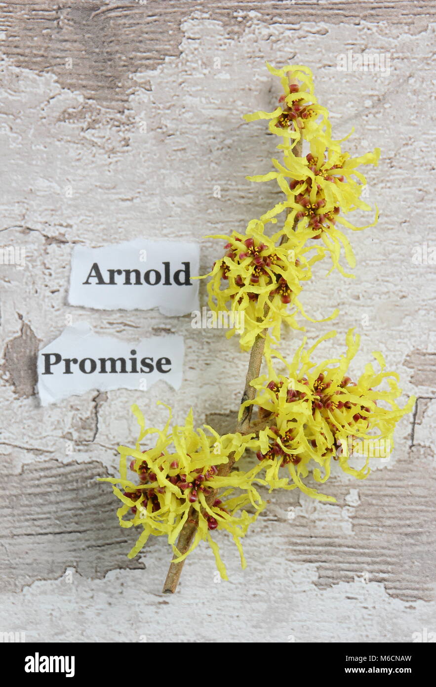 Krakeligen Blumen im Winter blühende HAMAMELIS X INTERMEDIA 'Arnold Promise Hamamelis, Blüte im Januar, Strauch, Großbritannien Stockfoto