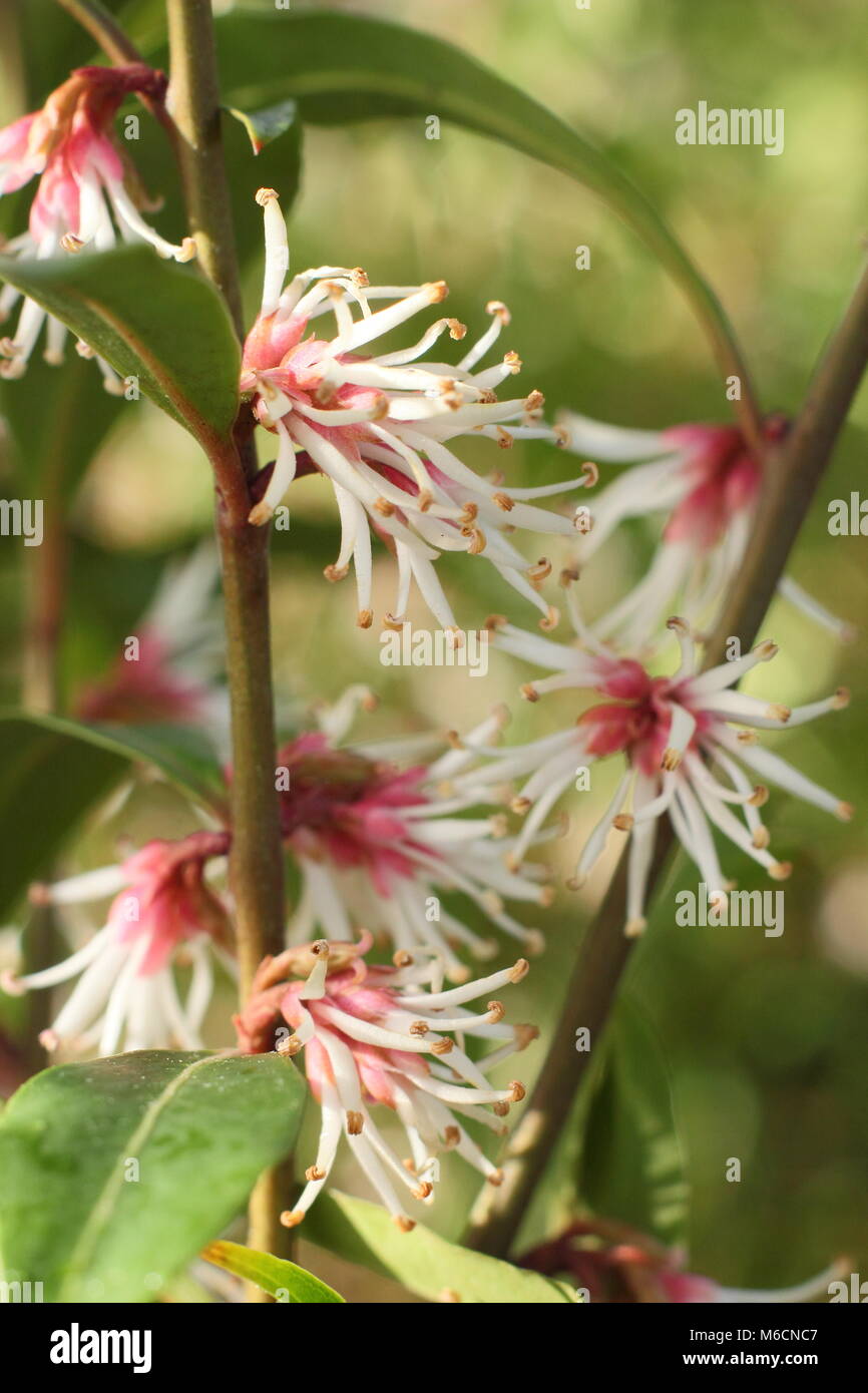 Duftende Winter Blumen Von Sarcococca Hookeriana Var Digyna