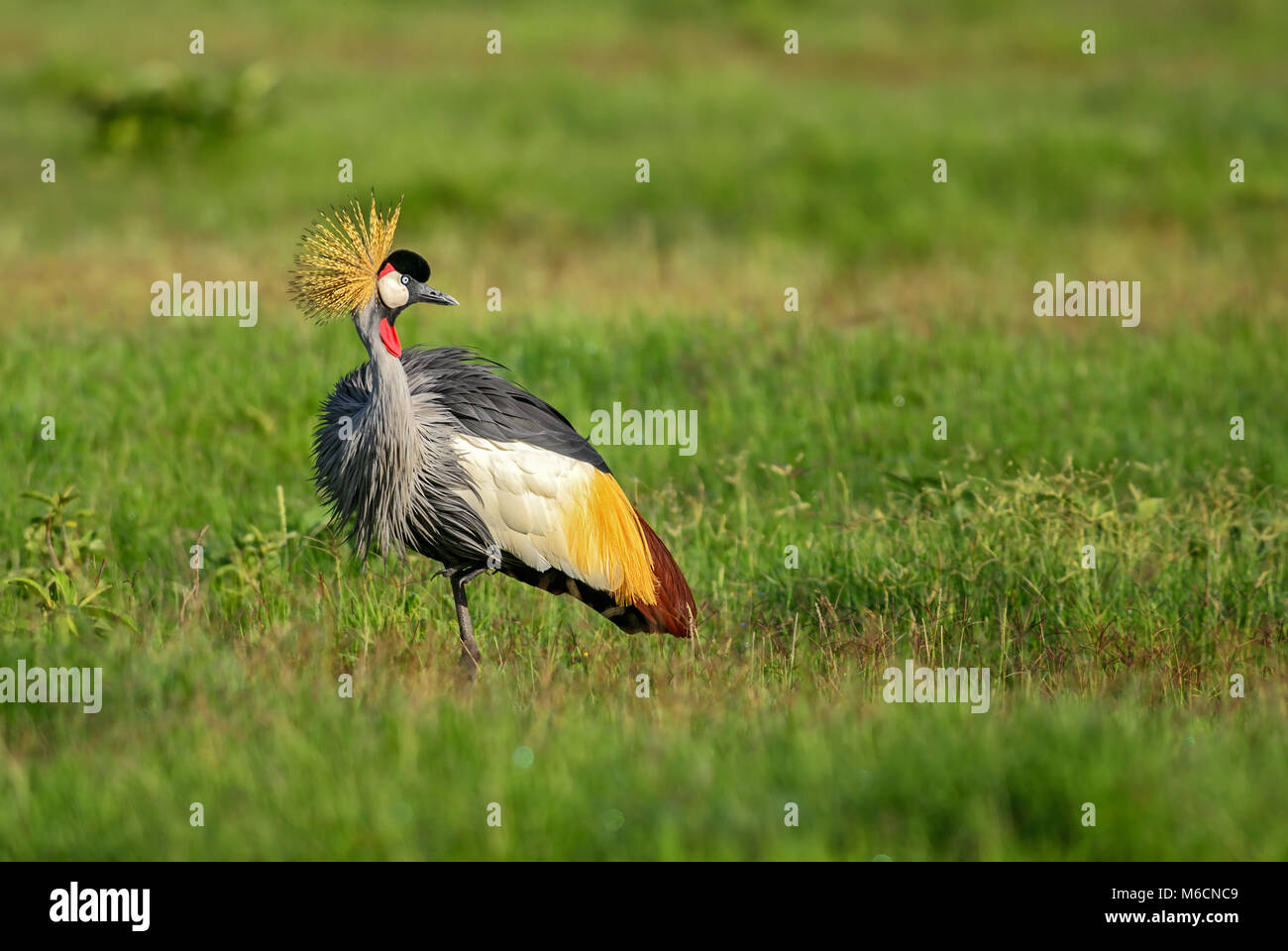 Schwarz gekrönt - Kran - Balearica pavonina, schöne große Vogel mit goldenen Krone aus der Afrikanischen Savanne. Stockfoto