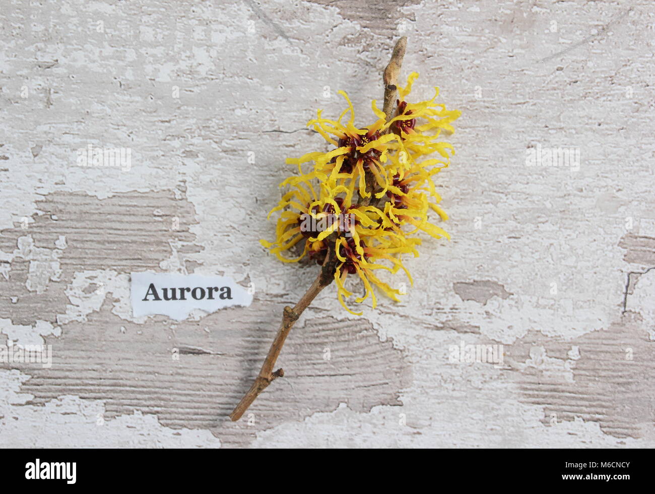 Krakeligen Blumen im Winter blühende HAMAMELIS X INTERMEDIA 'Aurora' Hamamelis, Blüte im Januar, Strauch, Großbritannien Stockfoto