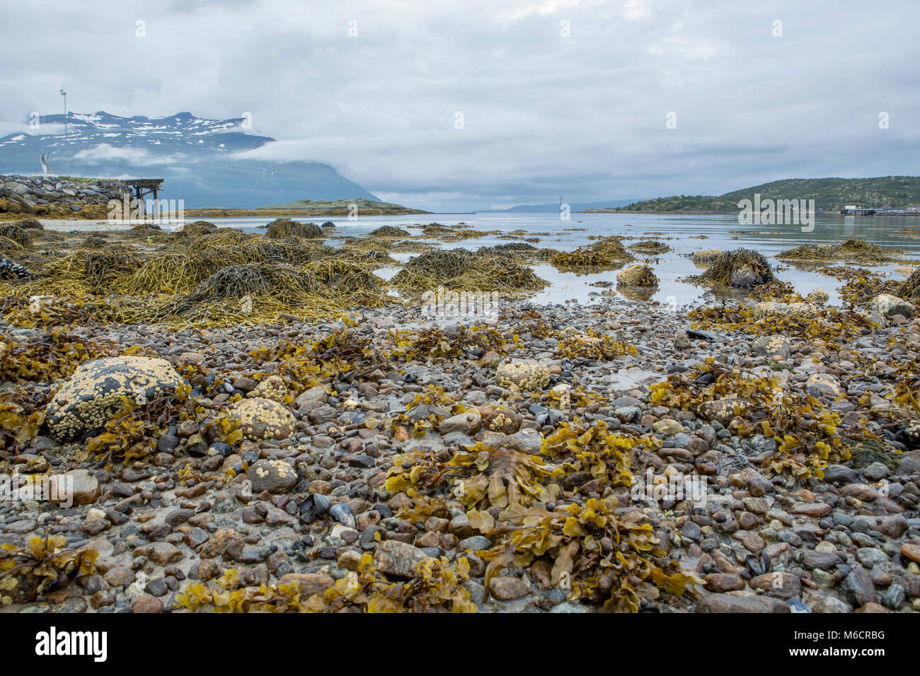 Panoramabild zeigt die Algen von der Ebbe im Norden Norwegens ausgesetzt. Stockfoto