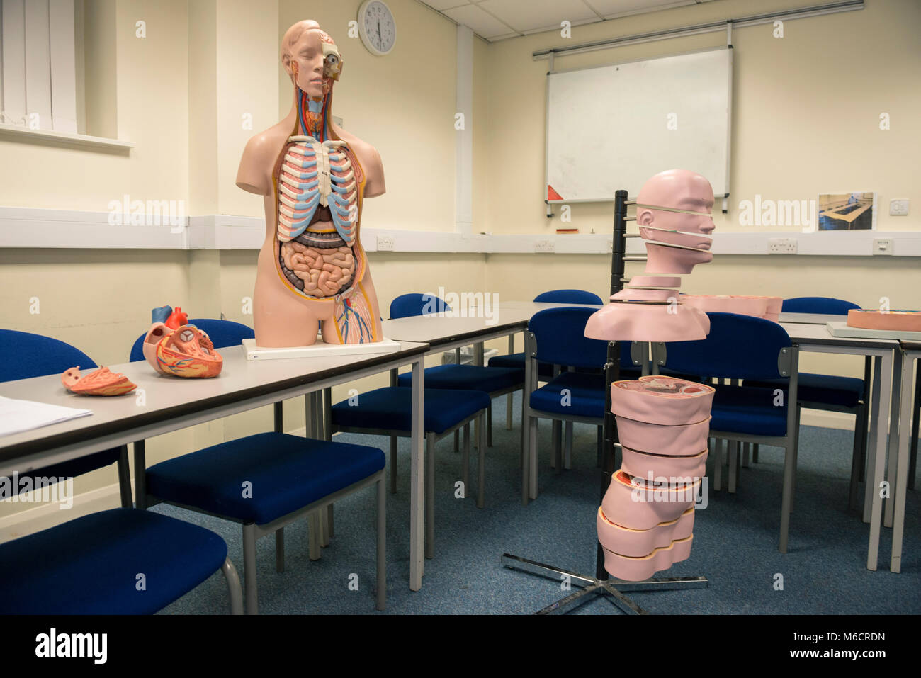 Medizinisches Training Aids in einem Klassenzimmer Lehre der Medizin und der menschlichen Anatomie für Studenten Stockfoto