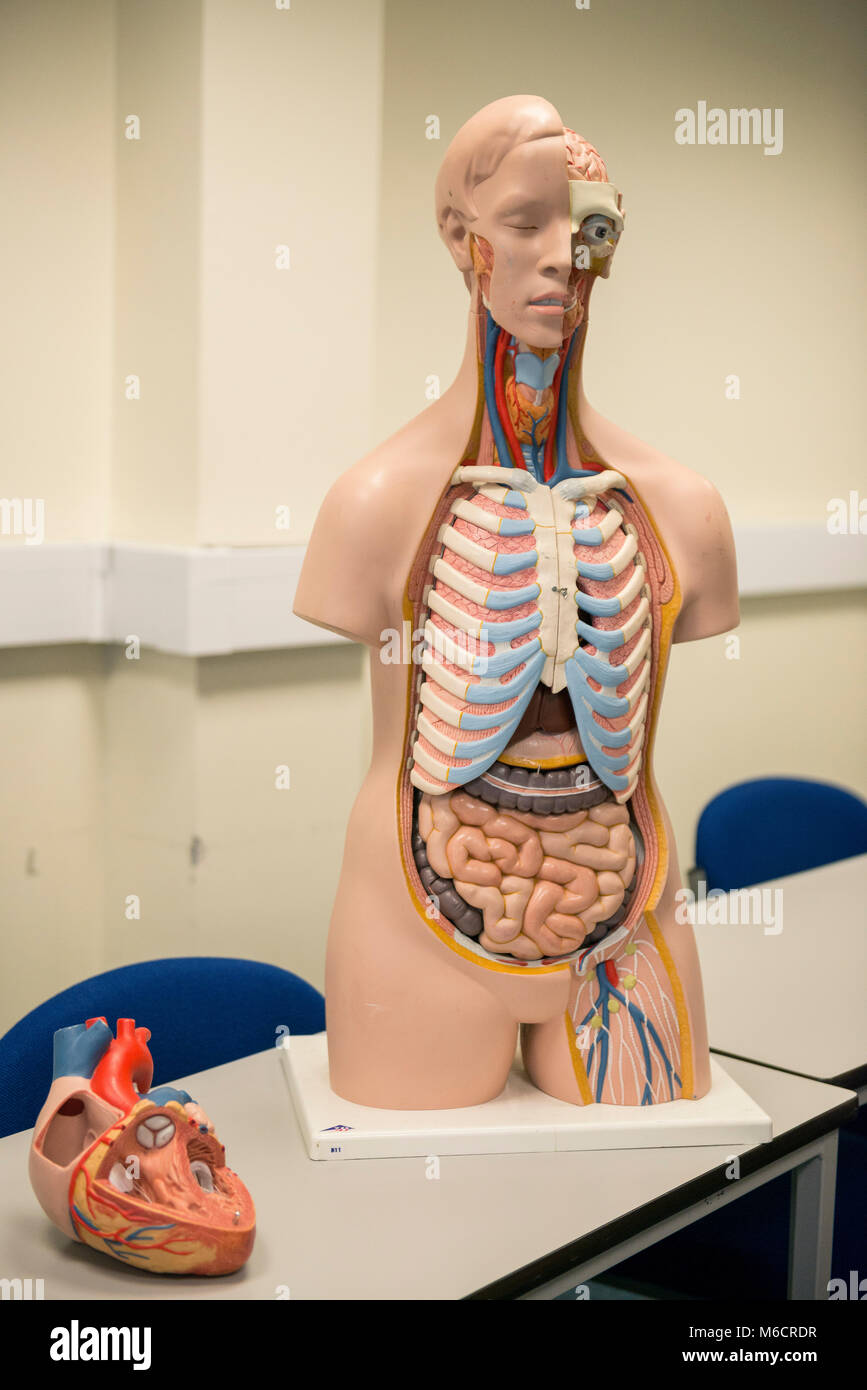 Eine medizinische Ausbildung Hilfe des oberen menschlichen Körper für die Ausbildung von Ärzten und Krankenschwestern und Studenten Stockfoto