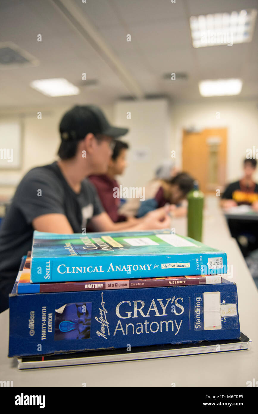 Internationale Studierende lernen im Klassenzimmer alle über die menschliche Anatomie in einem medizinischen Lektion Stockfoto