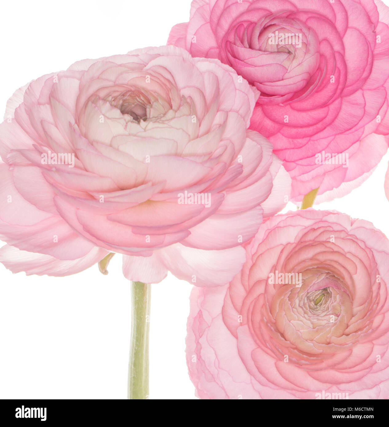 Rosa Ranunculus asiaticus isoliert auf weißem Hintergrund Stockfoto