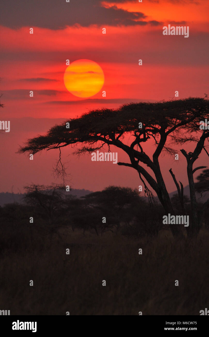 Afrikanischer Sonnenuntergang, der Bäume und Wolken mit Savanne umraunet. Gefangen in der Serengeti Stockfoto