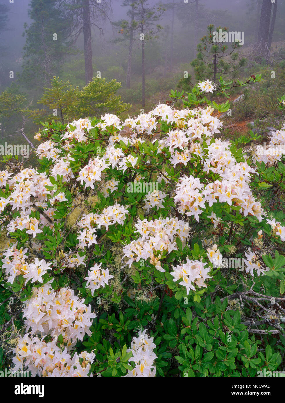 Western Azalea, Rhododendron occidentale, sechs Flüsse National Forest, Smith River National Recreation Area, Kalifornien Stockfoto