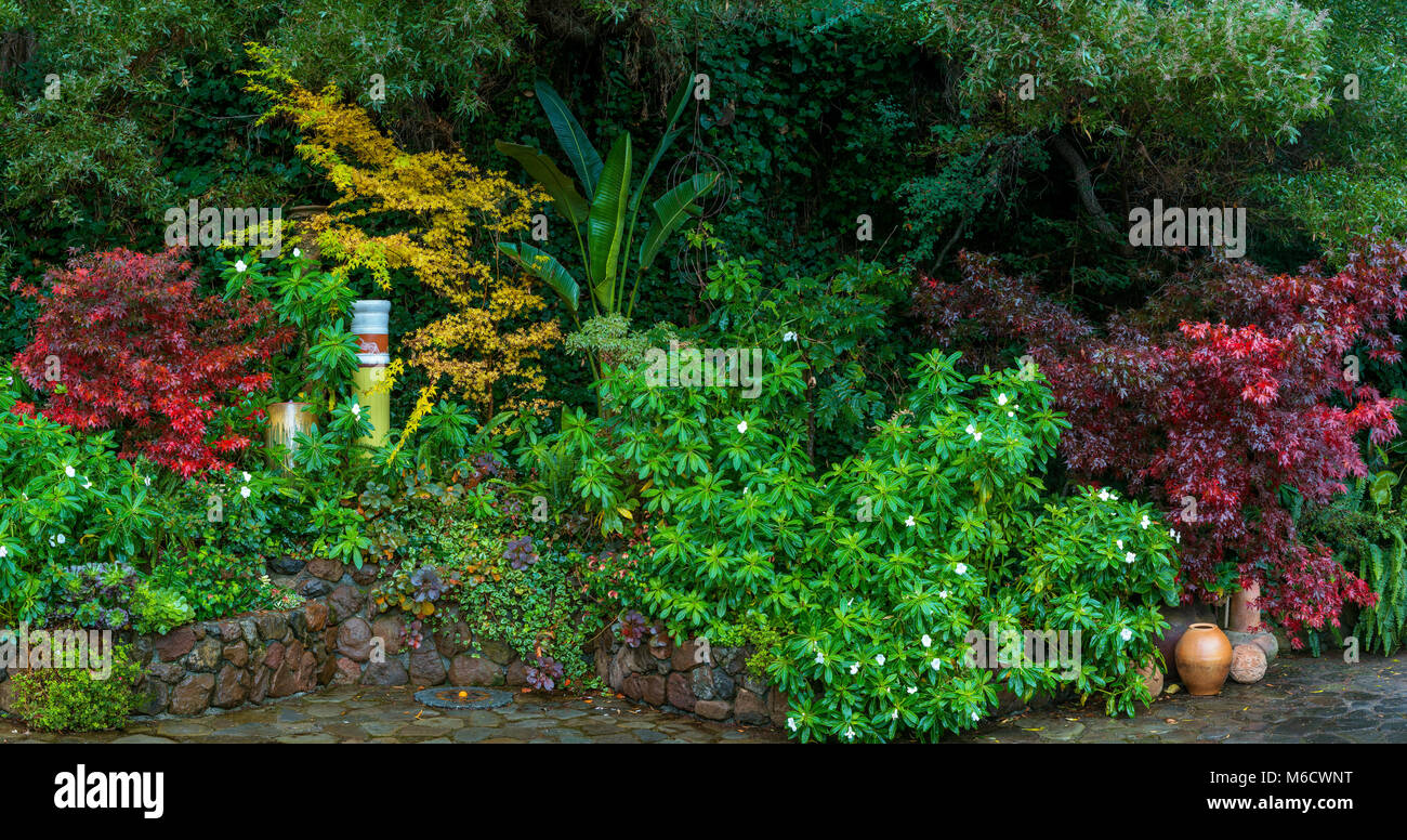 Garten Detail, Zypressen Garten, Mill Valley, Kalifornien Stockfoto