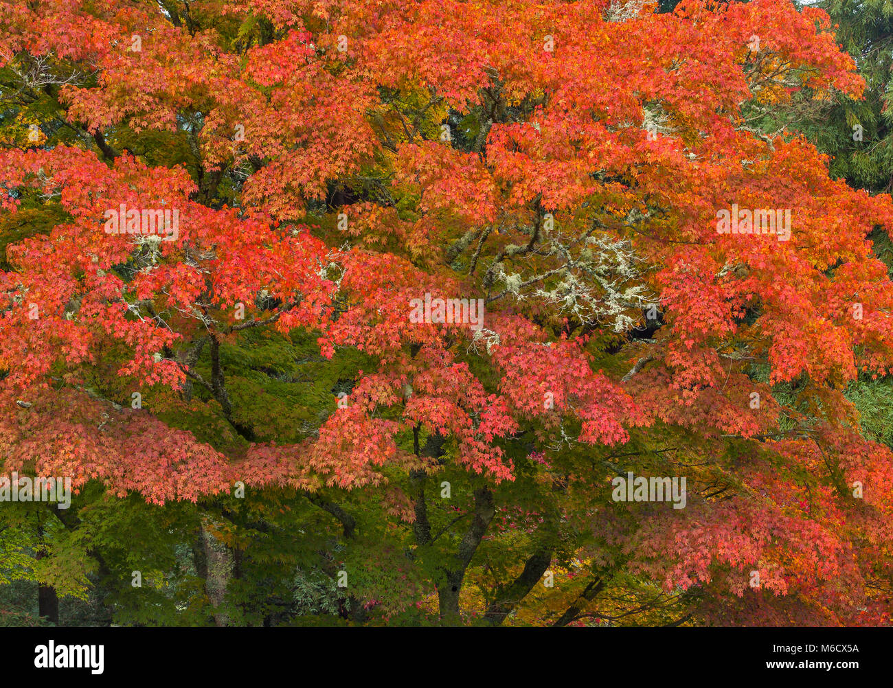 Herbst, japanische Ahorn, Acer palmatum, Mill Valley, Kalifornien Stockfoto