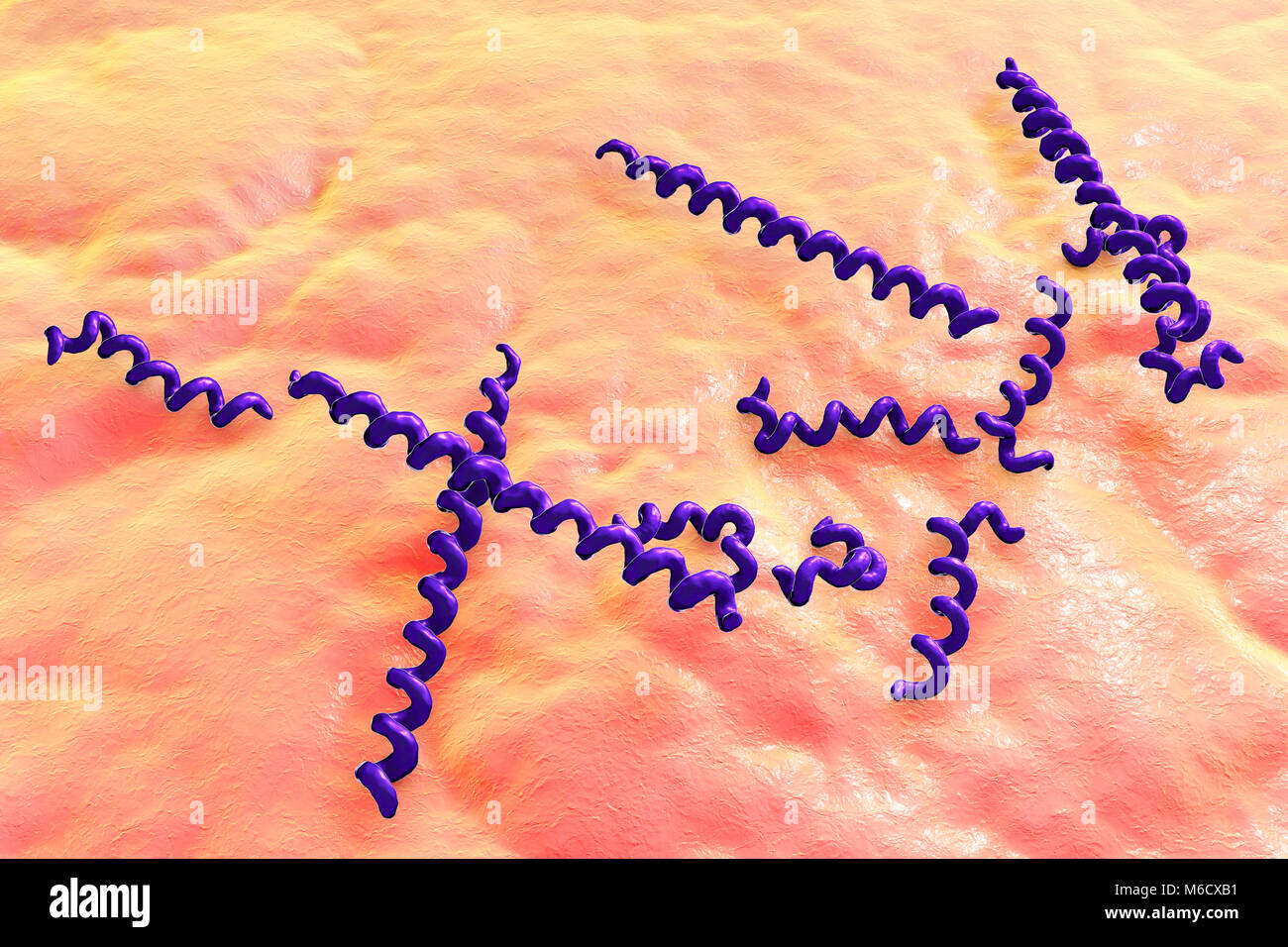 Treponema denticola Bakterien, computer Abbildung. Diese spirochaete Bakterium ist aus dem Mund eines Menschen mit Parodontitis, eine Störung der unterstützenden Gewebe um die Zähne. T. denticola tritt im Mund aller Primaten. Stockfoto