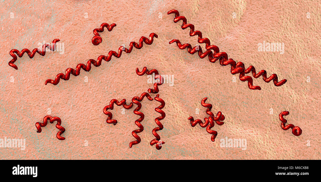Computer Abbildung: spirochaete Bakterien Treponema pallidum, die Syphilis verursachen. Die Syphilis ist in der Regel sexuell übertragen, kann aber auch von einem infizierten schwangeren Frau auf ihr ungeborenes Kind (angeborener Syphilis). Die letzte der drei Stadien der Syphilis ist die Schwerste und können zu Schäden am Herzen verursachen, Blutgefäße, Gehirn und Rückenmark. Die Behandlung mit Penicillin Drogen ist wirksam, wenn während der frühen Phasen verabreicht. Stockfoto