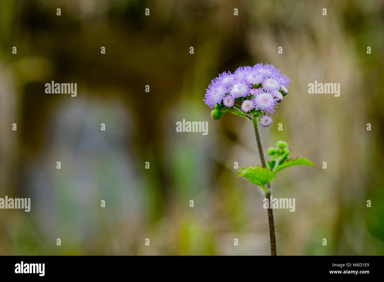 Billy Goat Weed oder aeschynanthus conyzoides in der Farbe Weiß mit grünem Hintergrund, selektive konzentrieren. Stockfoto