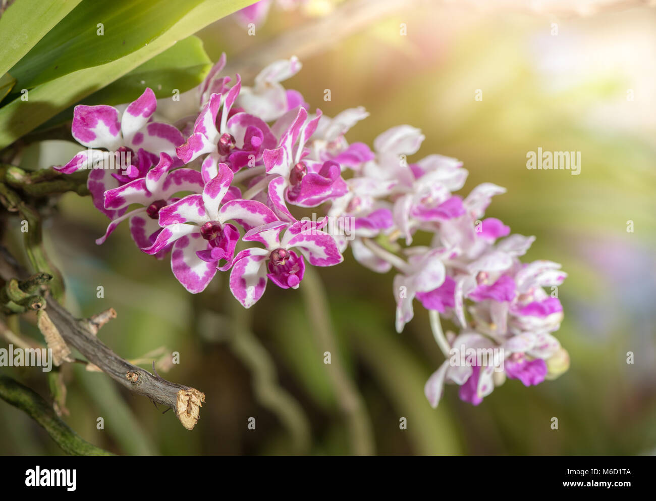 Schöne rosa und weißen Rhynchostylis Blume im Garten mit Licht Stockfoto